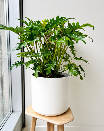 Philodendron Xanadu
