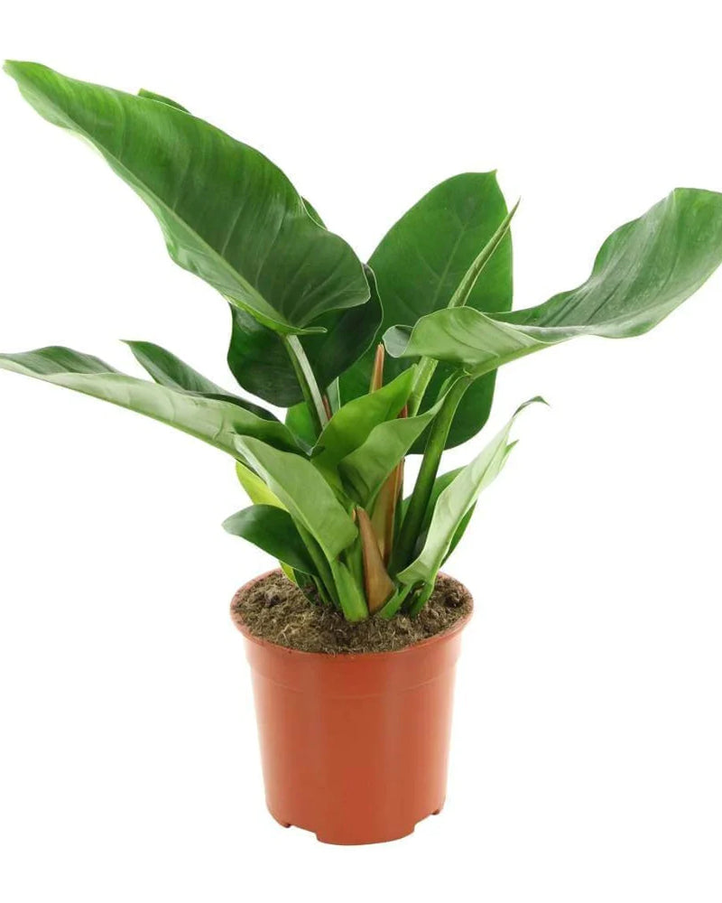 Philodendron Imperial Green pot terracotta indoor decor Dubai UAE Souq Garden