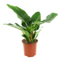 Philodendron Imperial Green pot terracotta indoor decor Dubai UAE Souq Garden