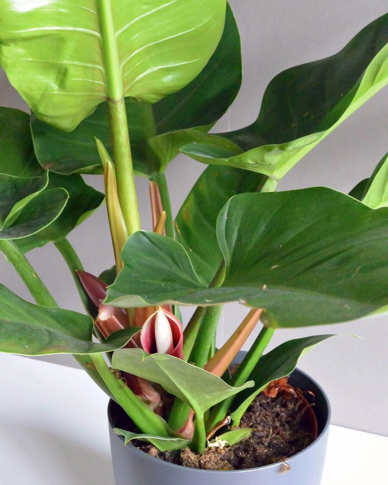 Philodendron Imperial Green close up emerald leaves Dubai UAE Souq Garden