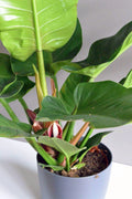 Philodendron Imperial Green close up emerald leaves Dubai UAE Souq Garden