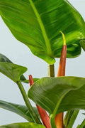 Philodendron Imperial Green tall houseplant rosette form Dubai UAE Souq Garden
