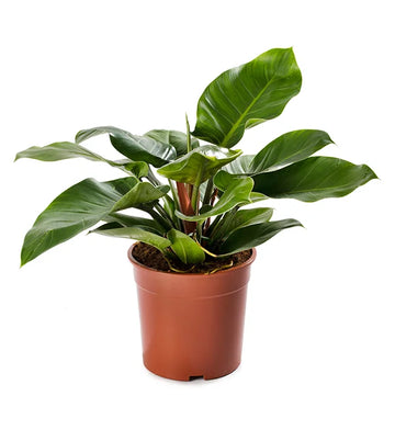 Philodendron Imperial Green lush glossy leaves indoor plant Dubai UAE Souq Garden
