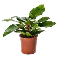 Philodendron Imperial Green