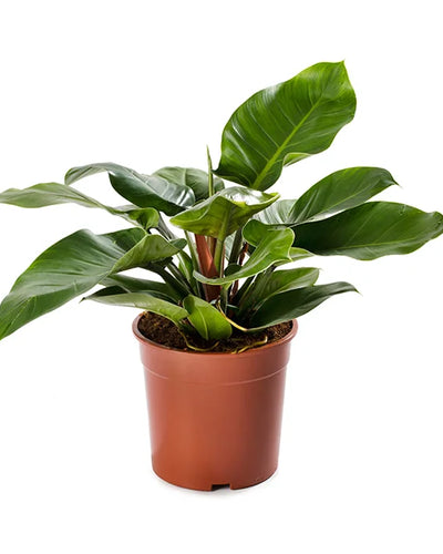 Philodendron Imperial Green lush glossy leaves indoor plant Dubai UAE Souq Garden
