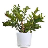 Zamia Outdoor