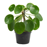 Pilea - Chinese Money Plant
