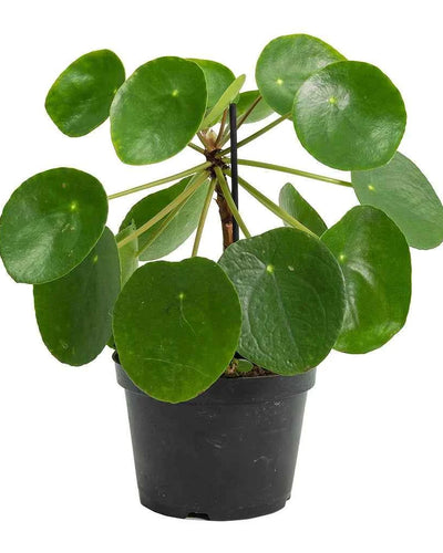 Pilea (Chinese Money Plant)