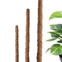 Moss Plant Support Stick
