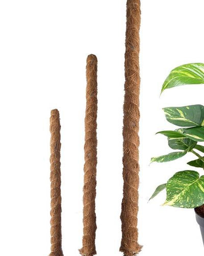 Moss Plant Support Stick