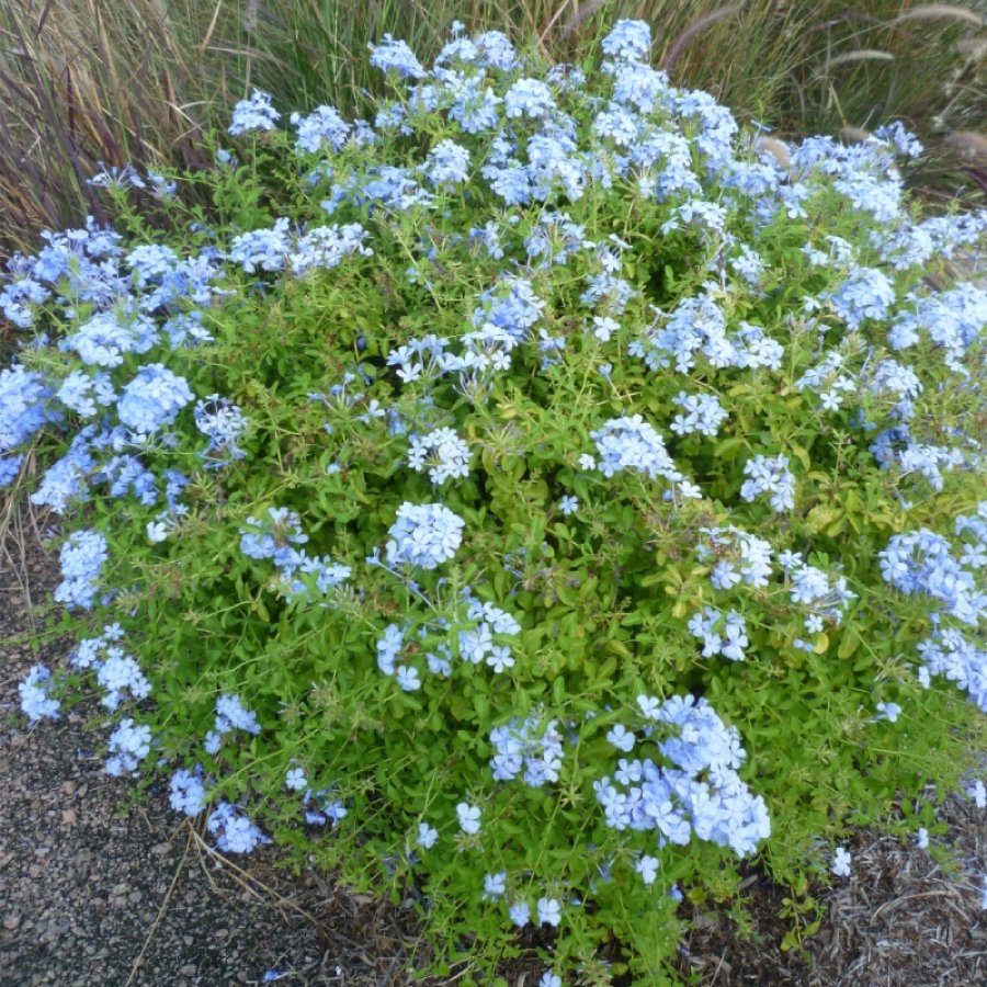 Cape Leadwort – Plumbago Auriculata