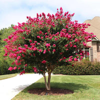 Crape Myrtle – Lagerstroemia Indica
