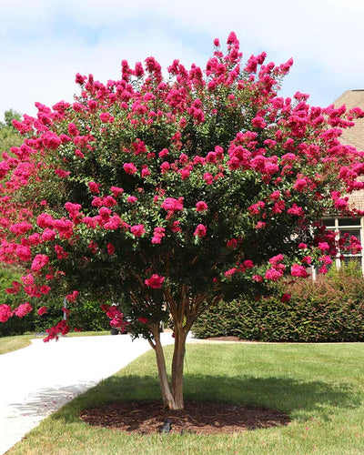 Crape Myrtle (Lagerstroemia indica) summer-flowering tree