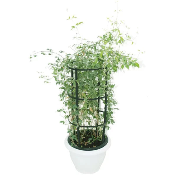 Wild – Creeper jasmine