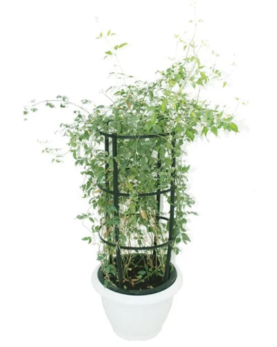 Wild – Creeper jasmine