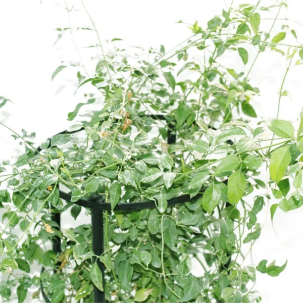 Wild – Creeper jasmine