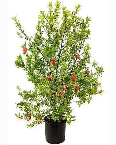 Pomegranate