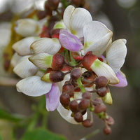 Pongamia – Indian Beech