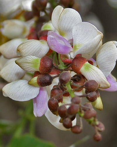 Pongamia – Indian Beech