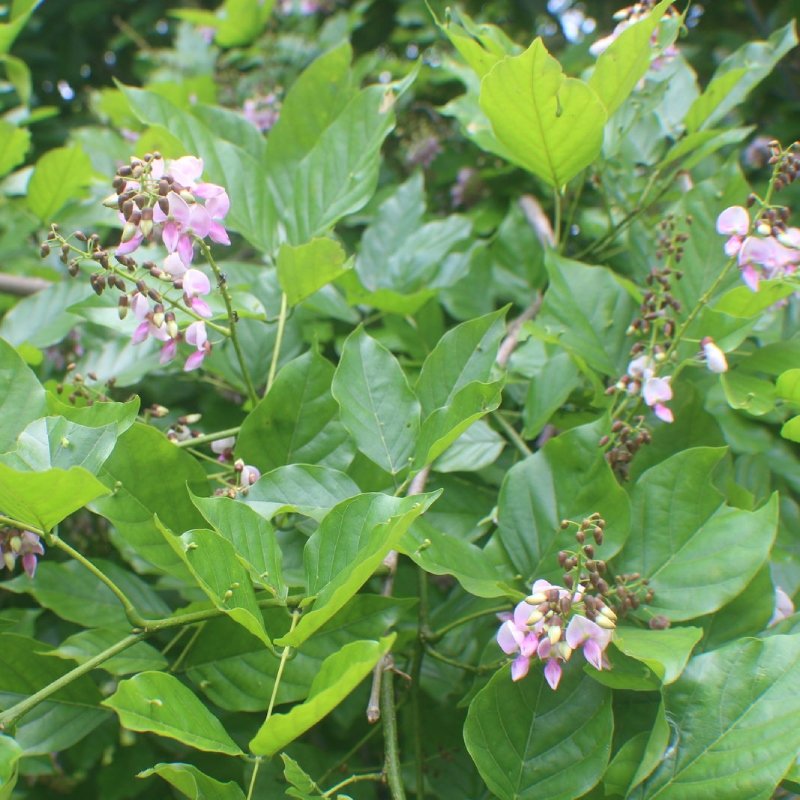 Pongamia – Indian Beech – Pongam Oil Tree