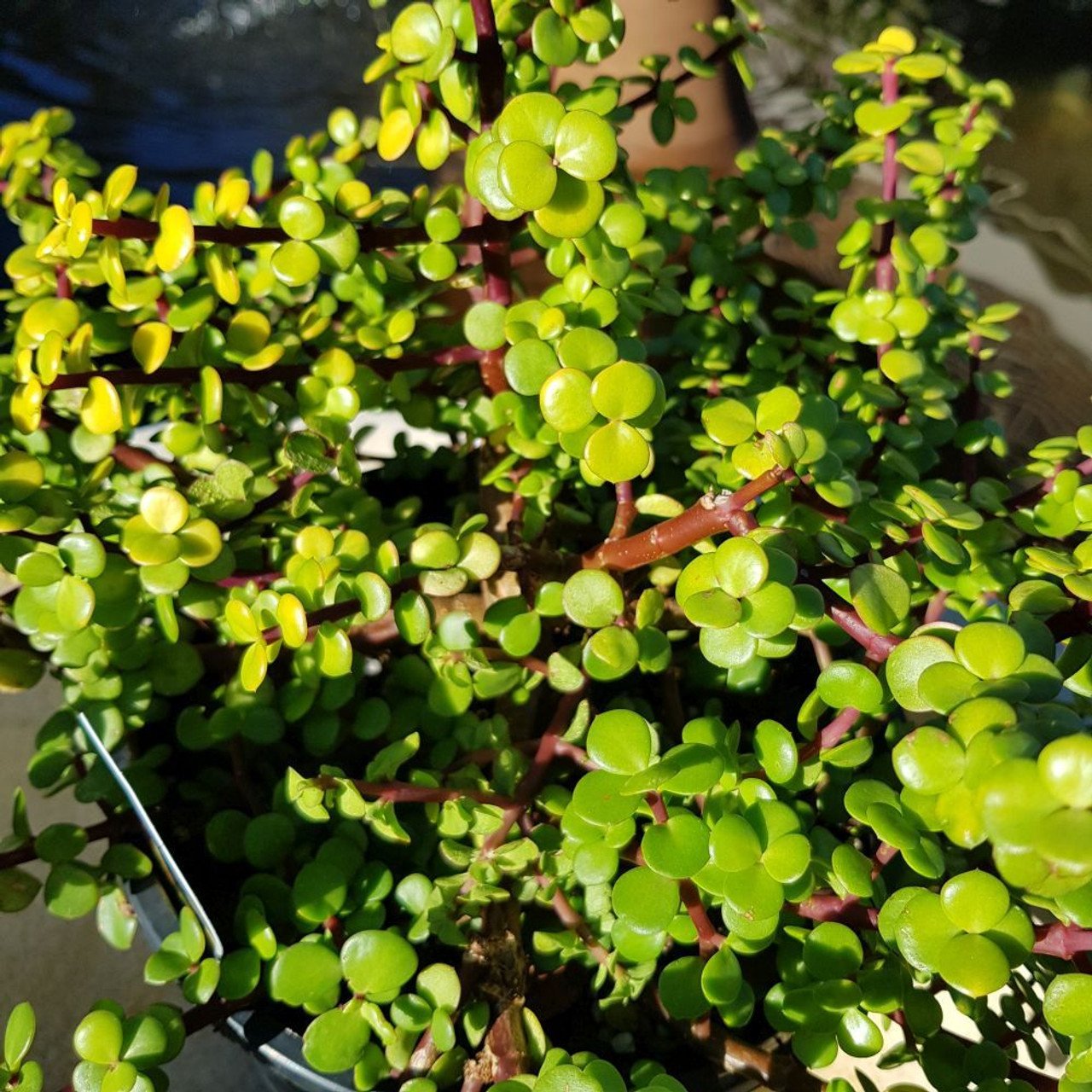 Jade Plant – Outdoor
