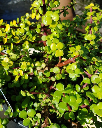 Jade Plant – Outdoor
