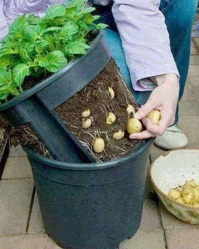 Potato
