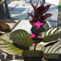 Eranthemum Black