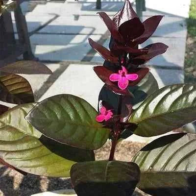 Eranthemum Black