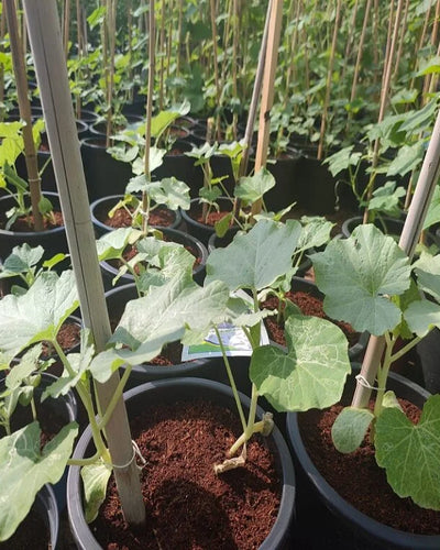Pumpkin Plant