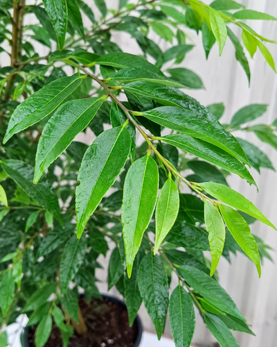 Putranjiva Plant