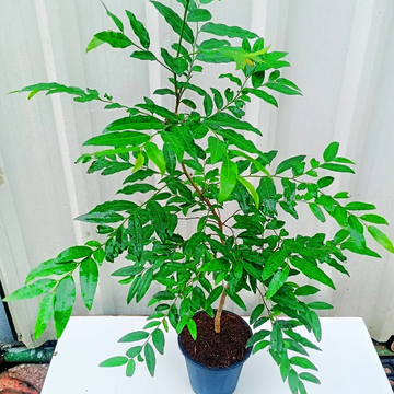 Putranjiva Plant