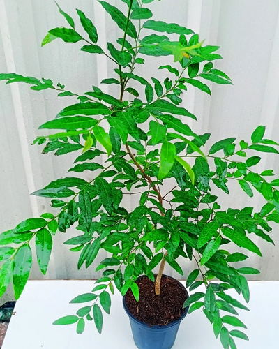 Putranjiva Plant