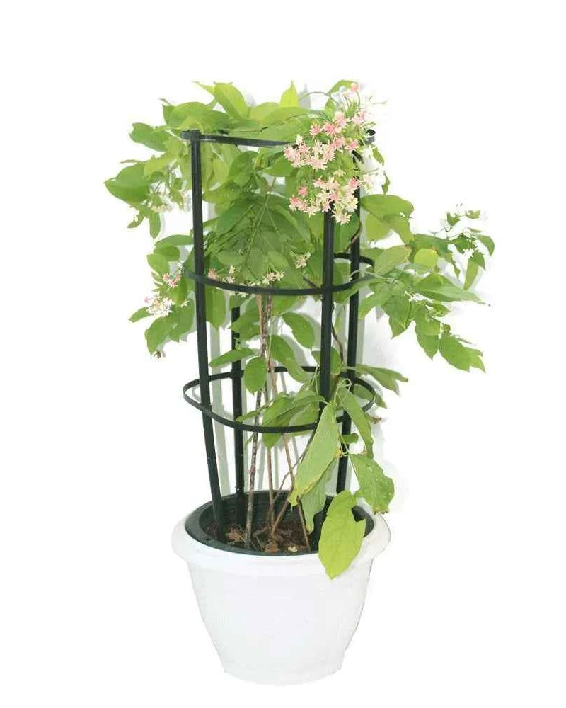 Rangoon Creeper – Quisqualis Indica