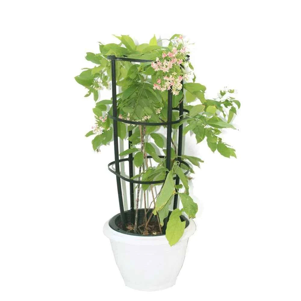 Rangoon Creeper – Quisqualis Indica