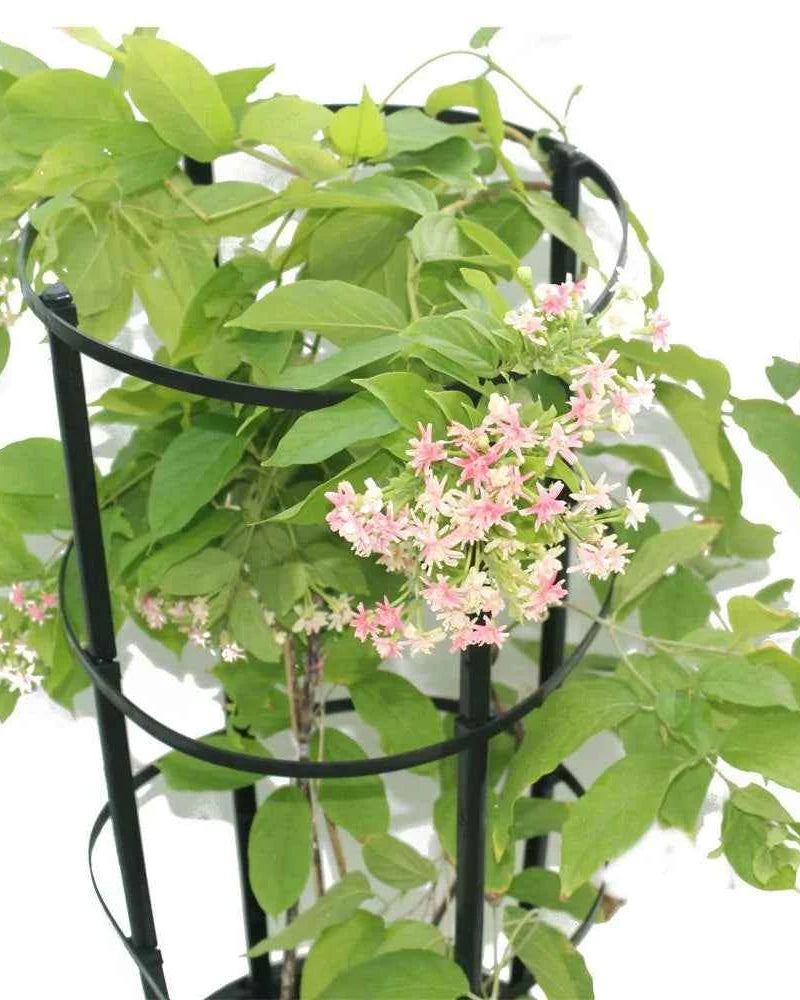 Rangoon Creeper – Quisqualis Indica