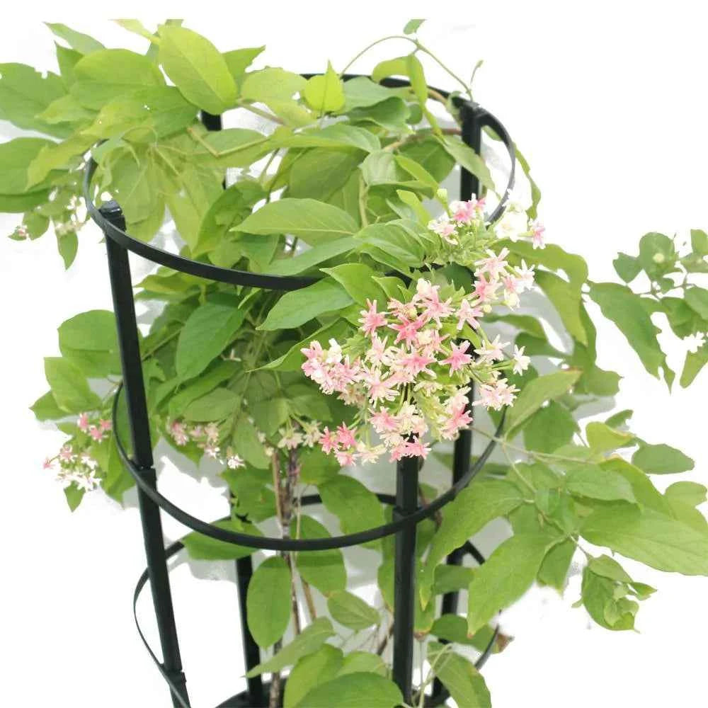 Rangoon Creeper – Quisqualis Indica