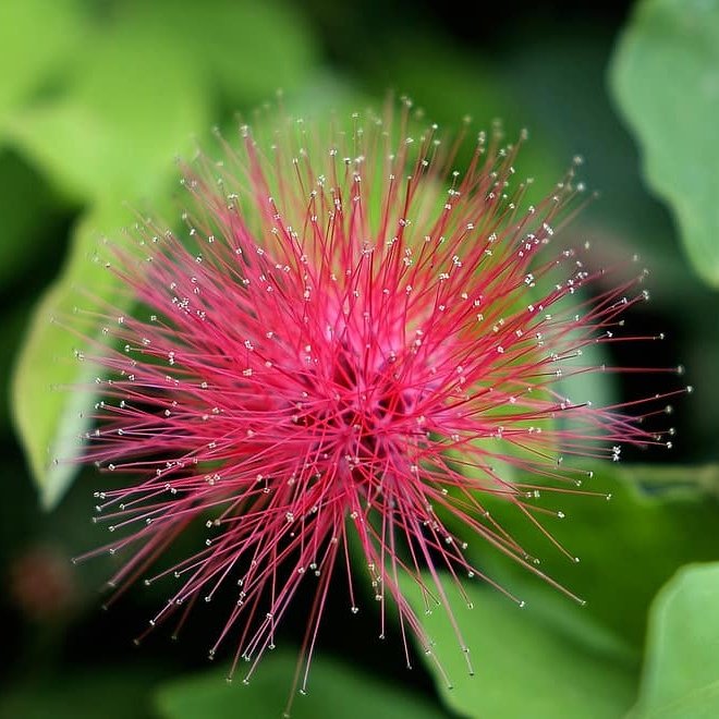 Calliandra Haematocephala – Red Powder Puff
