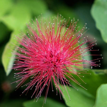 Calliandra Haematocephala – Red Powder Puff