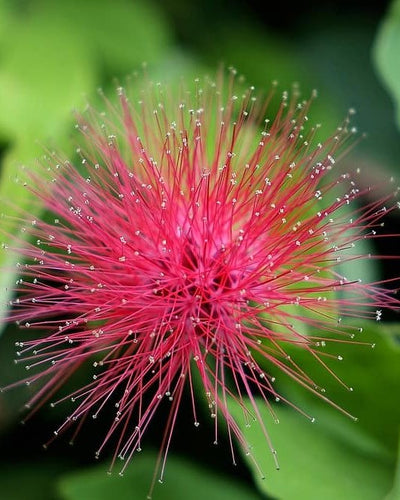 Calliandra Haematocephala – Red Powder Puff