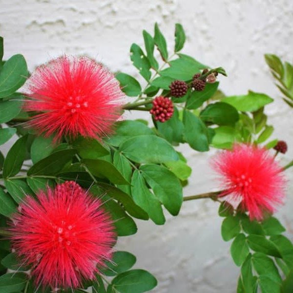 Calliandra Haematocephala – Red Powder Puff