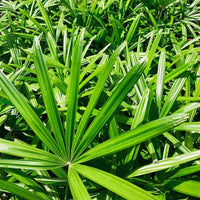 Lady Palm – Rhapis Excelsa