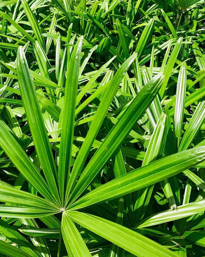 Lady Palm – Rhapis Excelsa