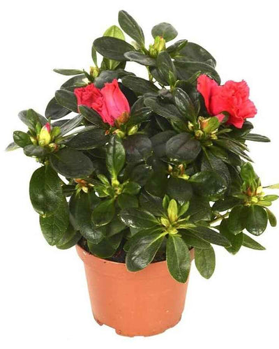 Azalea – Rhododendron Simsii