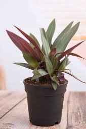 rhoeo plant care indoor Buy Rhoeo – Tradescantia Spathacea Dubai & UAE