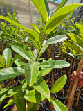 9 Devotional Plants Combo – Navaratri