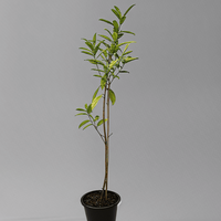 Rudraksha plant