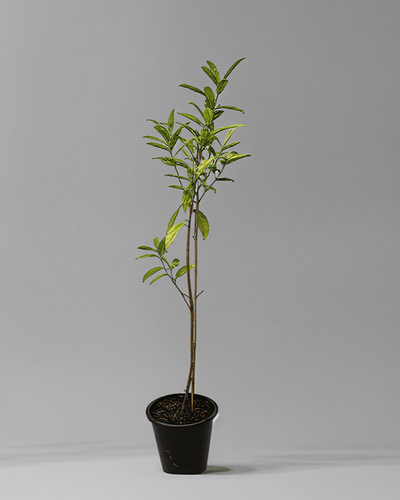 Rudraksha plant