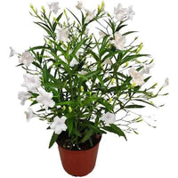 Ruellia