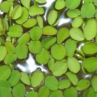 Salvinia Water Plant